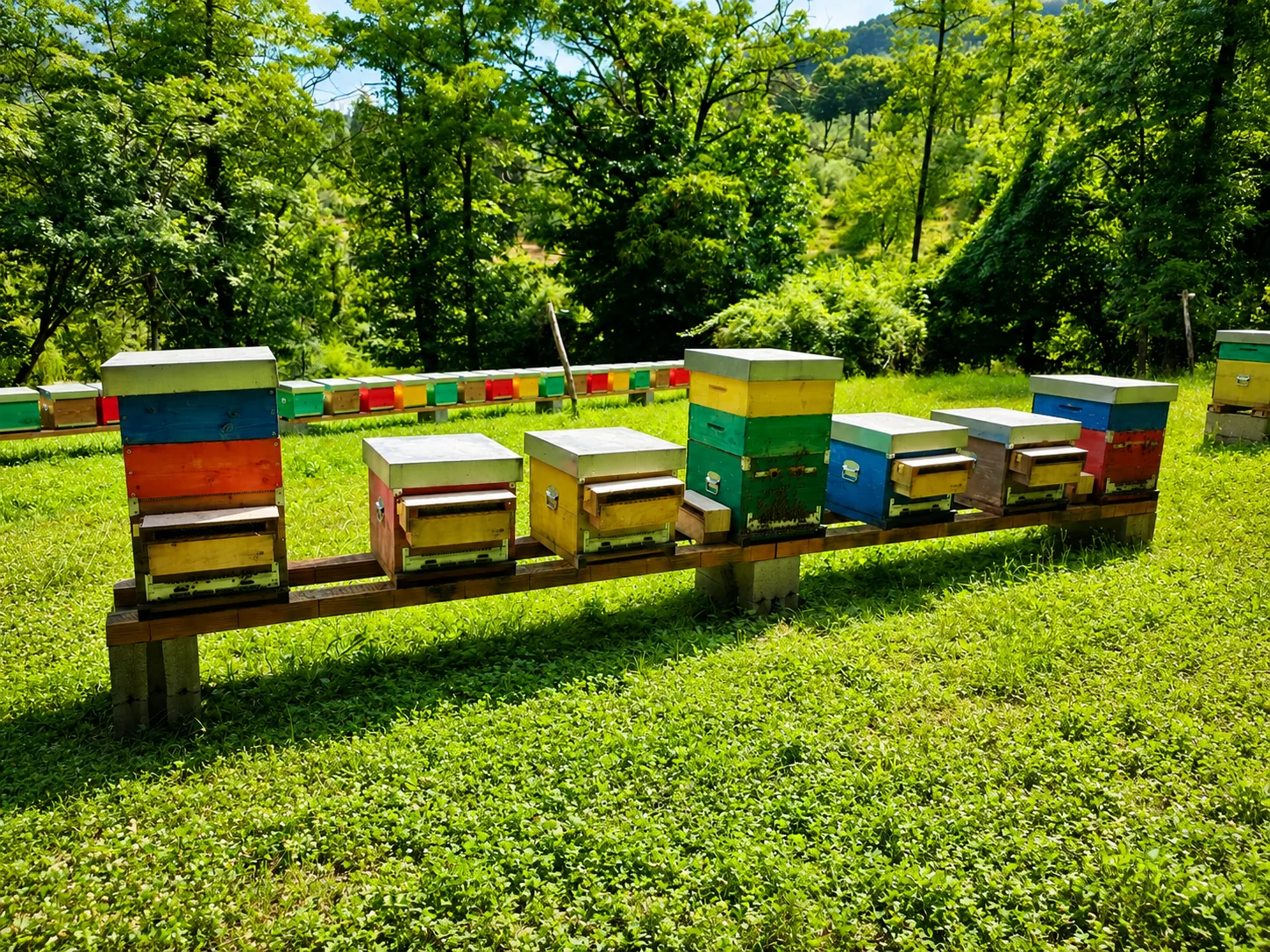 Beehives surrounded by the Tuscan landscape at Le Gusciane.