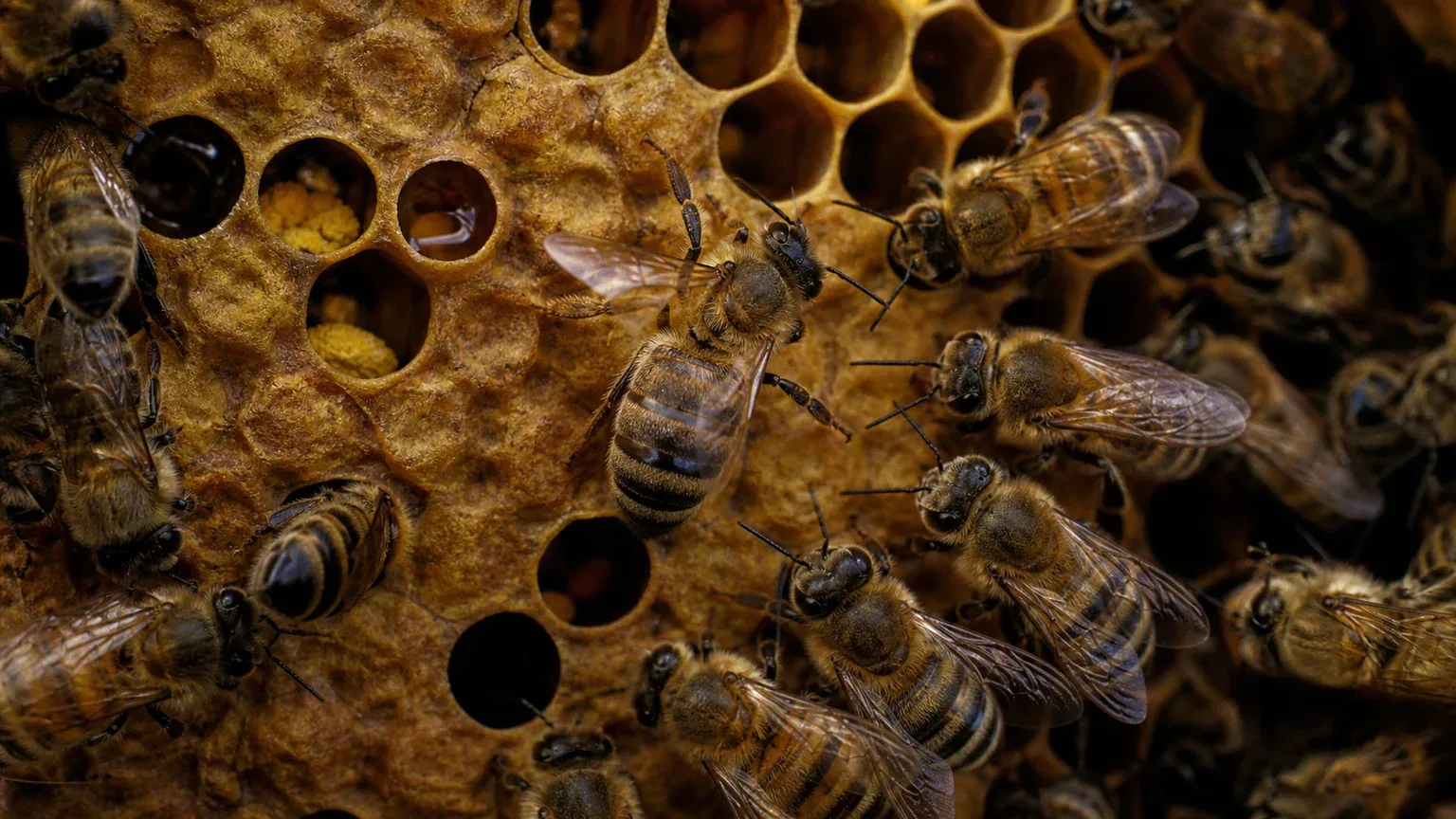 How Do Honey Bees Communicate? Dance, Scent, Touch and Vibration