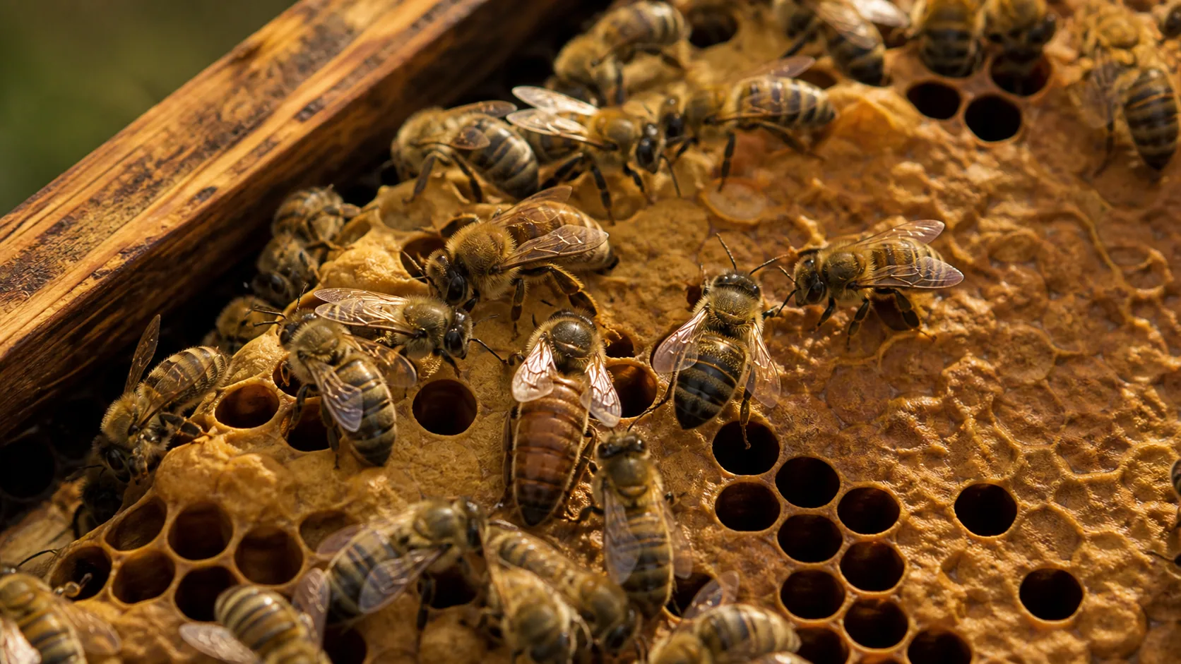 How Long Do Honey Bees Live? Worker, Queen and Drone Lifespans